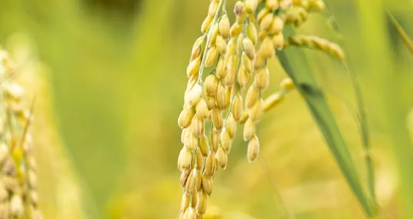 Punjab basmati exporters uncertainty grows as the state awaits clarity on twelve banned pesticides