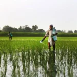 India’s urea imports push global prices higher