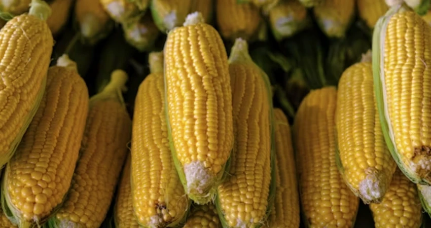 Favorable Outlook for Maize and Millets in Kharif 2025